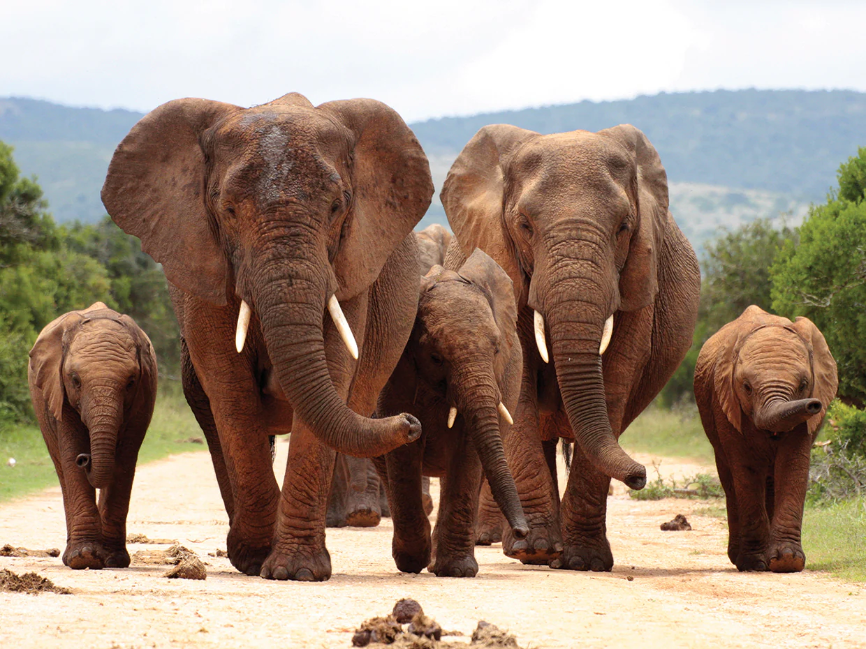 Elephant family